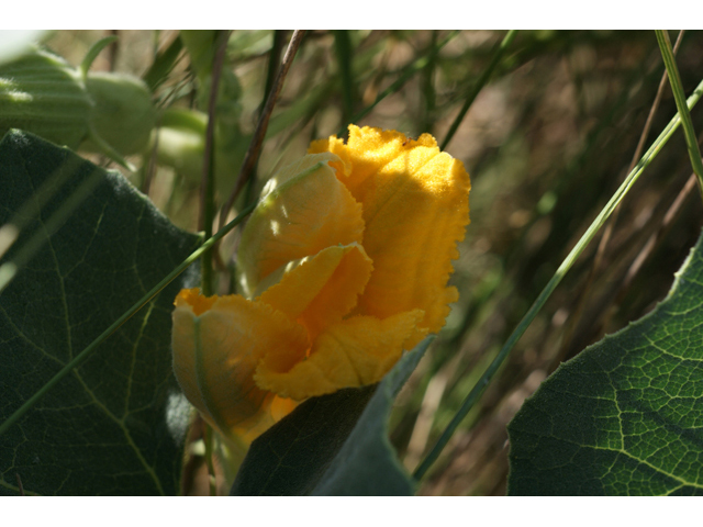 Cucurbita foetidissima (Stinking gourd) #55408