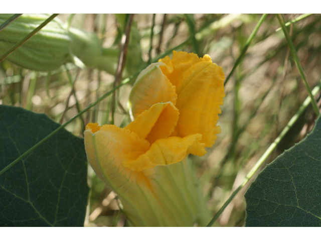 Cucurbita foetidissima (Stinking gourd) #55409