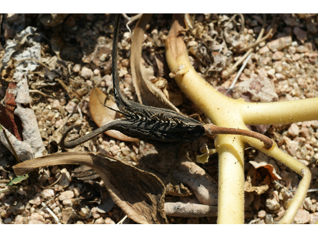 Proboscidea louisianica ssp. louisianica (Ram's horn) #55477