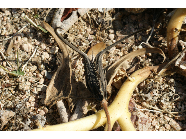 Proboscidea louisianica ssp. louisianica (Ram's horn) #55478