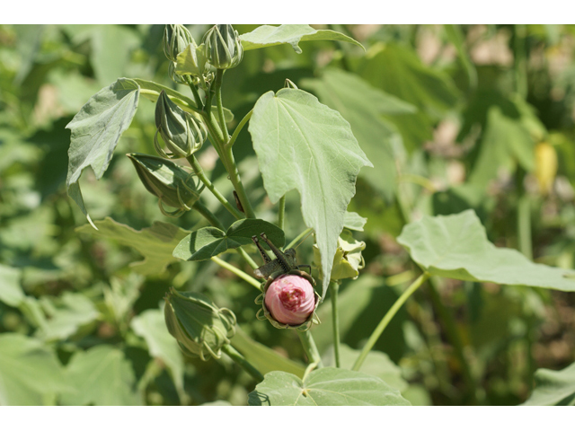 Hibiscus grandiflorus (Swamp rose-mallow) #55504