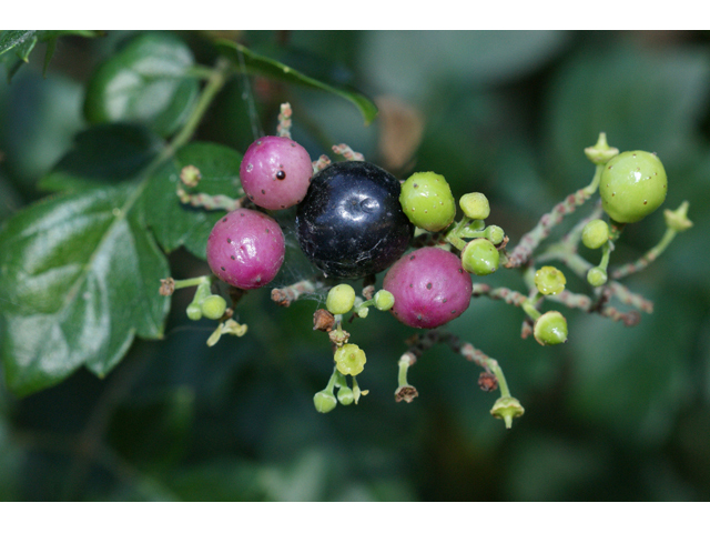 Nekemias arborea (Peppervine) #55519