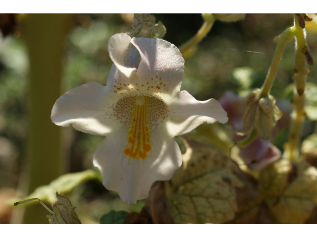 Proboscidea louisianica ssp. louisianica (Ram's horn) #55562