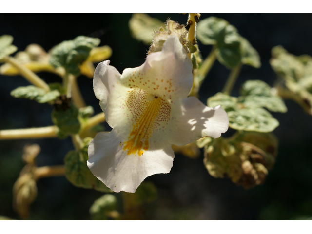 Proboscidea louisianica ssp. louisianica (Ram's horn) #55563