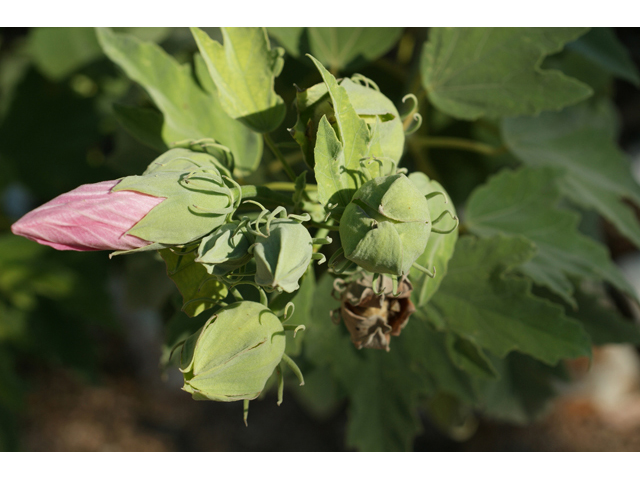 Hibiscus grandiflorus (Swamp rose-mallow) #55579