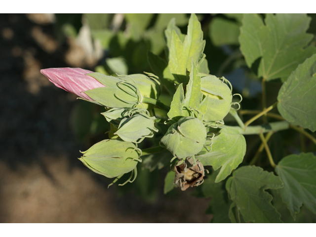 Hibiscus grandiflorus (Swamp rose-mallow) #55581