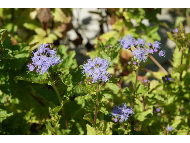 Conoclinium betonicifolium (Betonyleaf thoroughwort) #55617