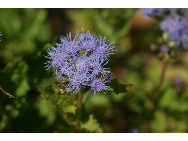 Conoclinium betonicifolium (Betonyleaf thoroughwort) #55618