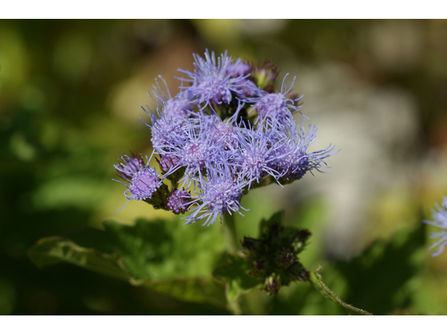 Conoclinium betonicifolium (Betonyleaf thoroughwort) #55619