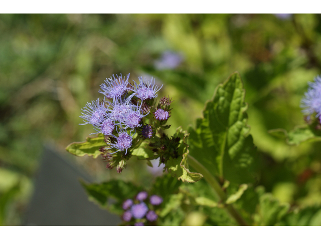 Conoclinium betonicifolium (Betonyleaf thoroughwort) #55621