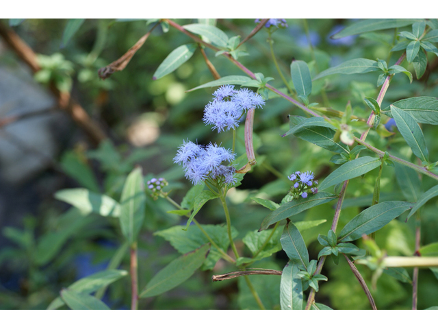 Conoclinium betonicifolium (Betonyleaf thoroughwort) #55633