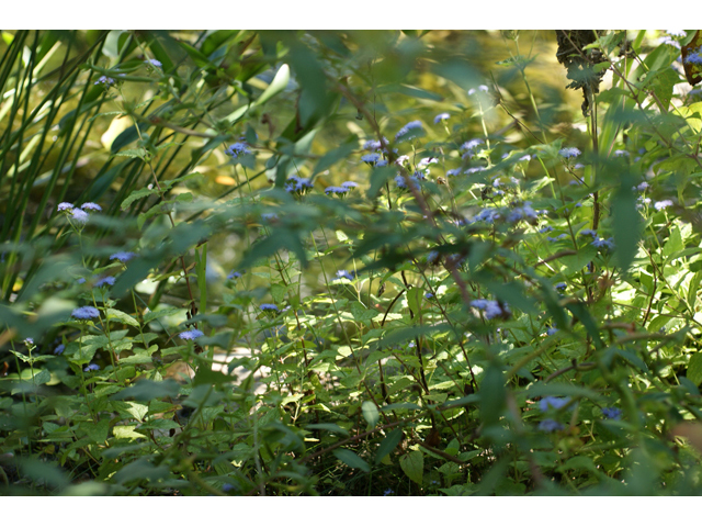 Conoclinium betonicifolium (Betonyleaf thoroughwort) #55634