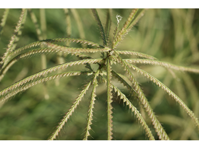 Chloris verticillata (Tumble windmill grass) #55647