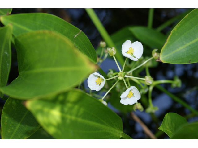 Sagittaria lancifolia (Lanceleaf arrowhead) #55679