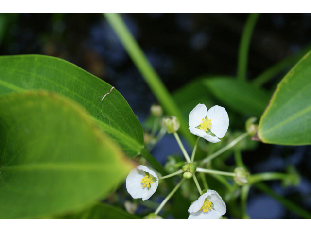 Sagittaria lancifolia (Lanceleaf arrowhead) #55680