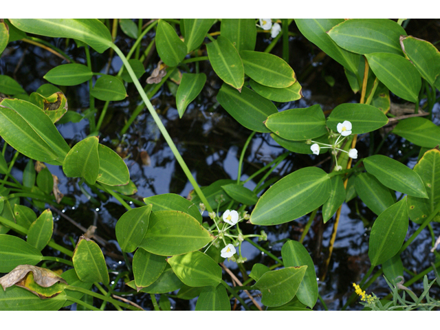 Sagittaria lancifolia (Lanceleaf arrowhead) #55681