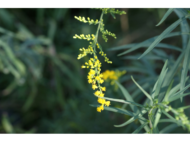 Solidago juliae (Julia's goldenrod) #55684