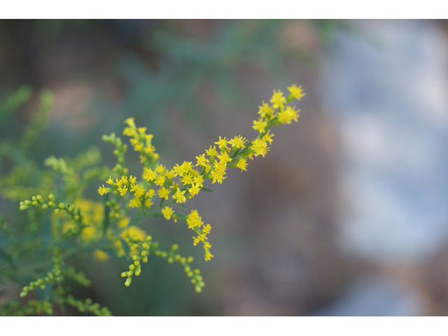 Solidago juliae (Julia's goldenrod) #55685