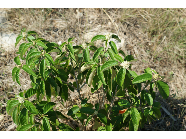 Croton cortesianus (Cortez's croton) #55703