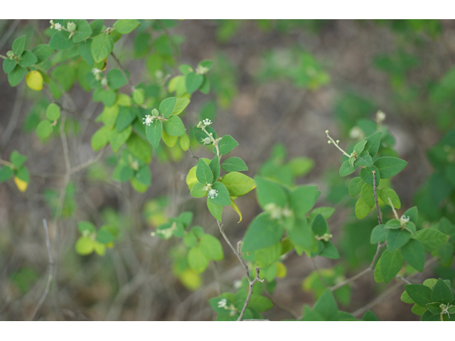 Croton fruticulosus (Bush croton) #55837