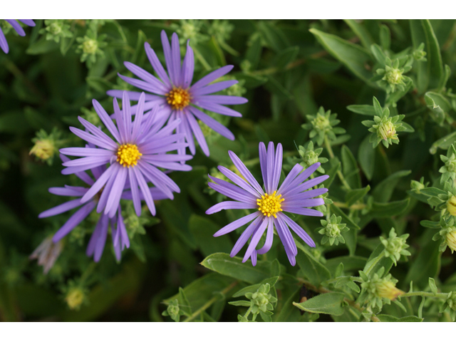 Symphyotrichum oblongifolium (Aromatic aster) #55852