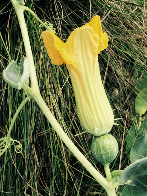 Cucurbita foetidissima (Stinking gourd) #55864