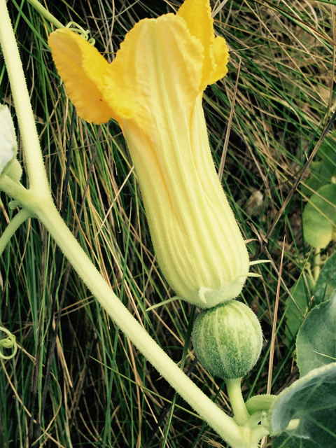 Cucurbita foetidissima (Stinking gourd) #55865