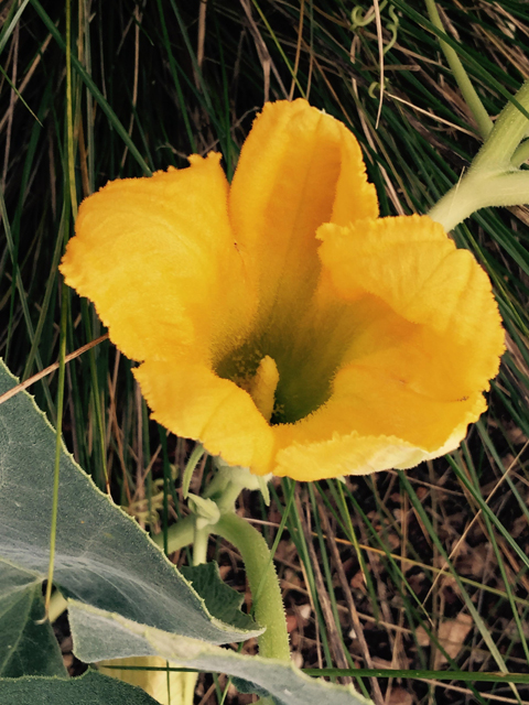 Cucurbita foetidissima (Stinking gourd) #55866