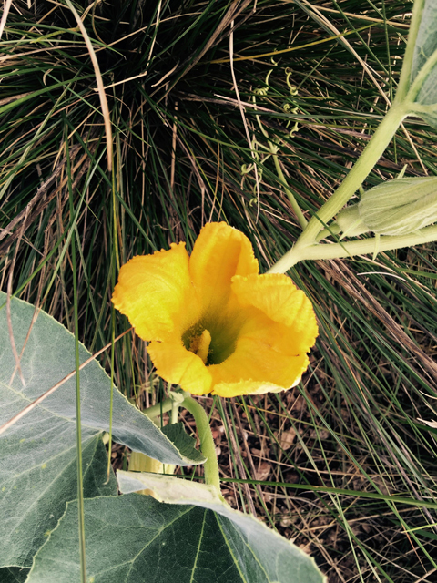 Cucurbita foetidissima (Stinking gourd) #55867