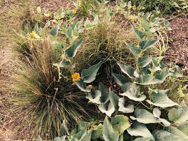 Cucurbita foetidissima (Stinking gourd) #55868