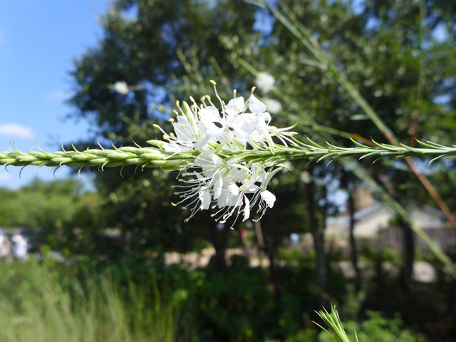 Stenosiphon linifolius (False gaura) #55919