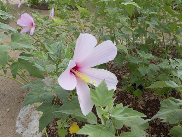 Hibiscus grandiflorus (Swamp rose-mallow) #55925