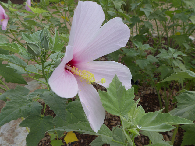 Hibiscus grandiflorus (Swamp rose-mallow) #55926