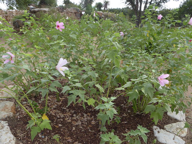 Hibiscus grandiflorus (Swamp rose-mallow) #55927