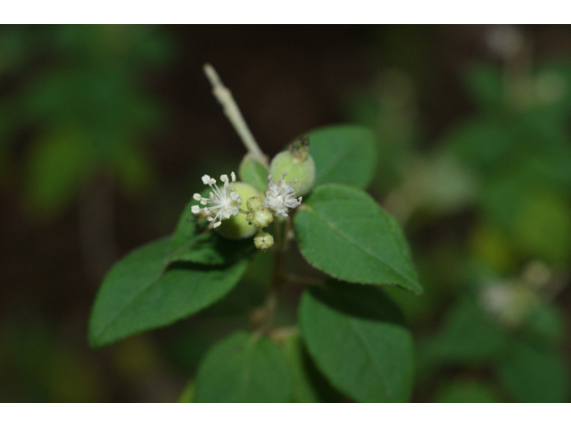 Croton fruticulosus (Bush croton) #55942