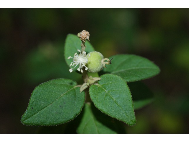 Croton fruticulosus (Bush croton) #55943