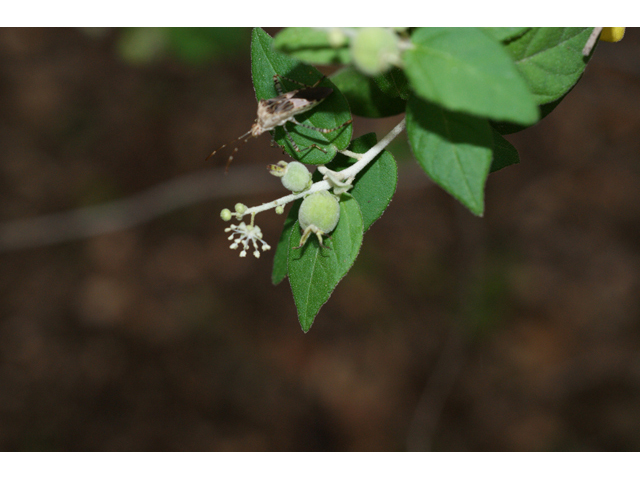 Croton fruticulosus (Bush croton) #55944