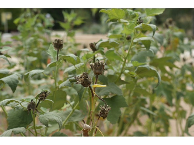 Hibiscus grandiflorus (Swamp rose-mallow) #55965