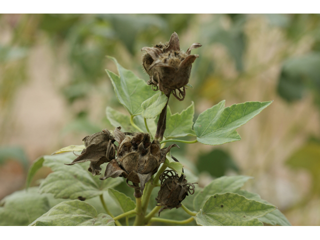 Hibiscus grandiflorus (Swamp rose-mallow) #55971