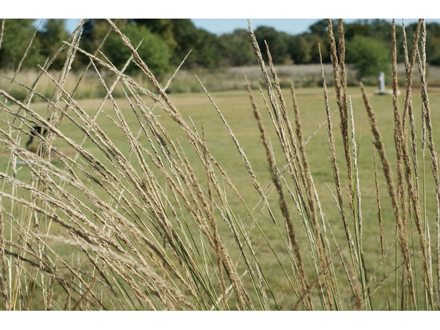 Muhlenbergia lindheimeri (Lindheimer's muhly) #56000