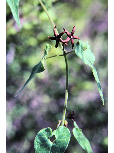 Matelea atrostellata (Dark-starred milkvine) #38854