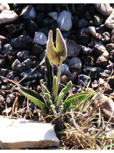 Asclepias scaposa (Stalked milkweed) #39313