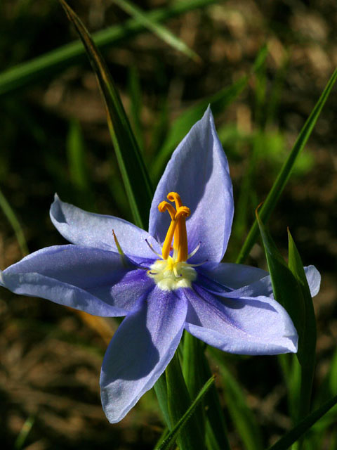 Nemastylis geminiflora (Prairie celestials) #19299