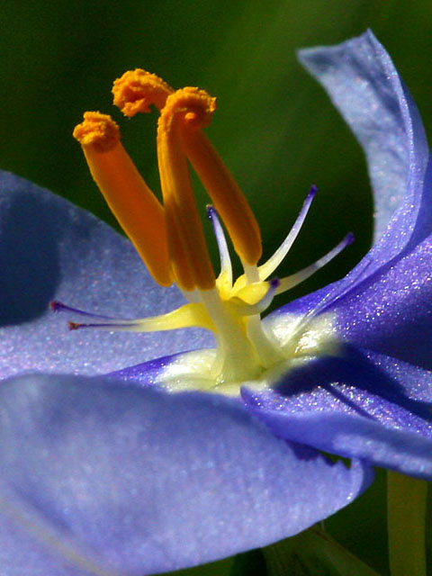 Nemastylis geminiflora (Prairie celestials) #19301