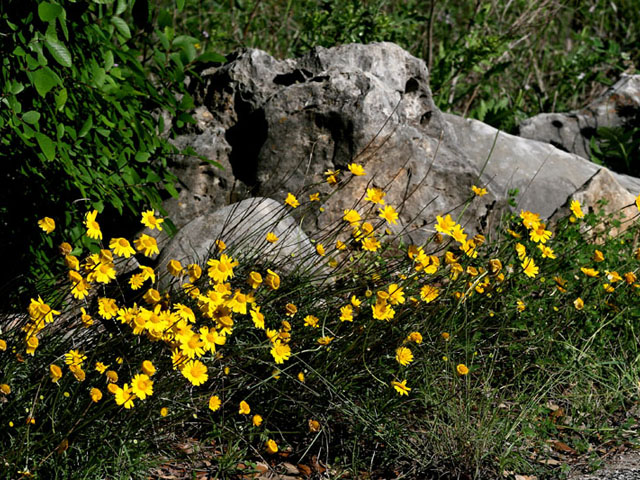 Tetraneuris scaposa var. scaposa (Four-nerve daisy) #19318