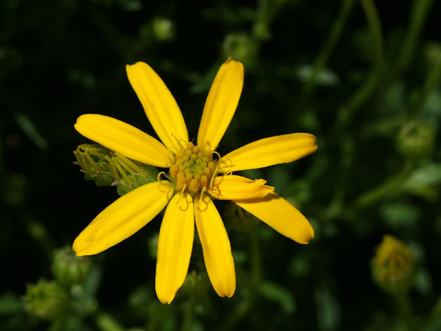 Chrysactinia mexicana (Damianita) #19325