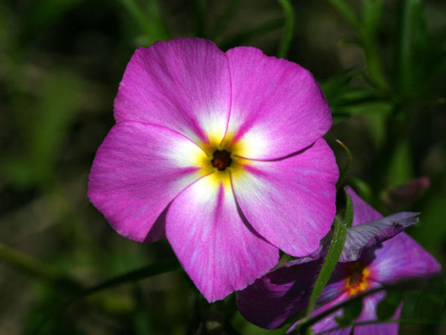 Phlox roemeriana (Goldeneye phlox) #19336