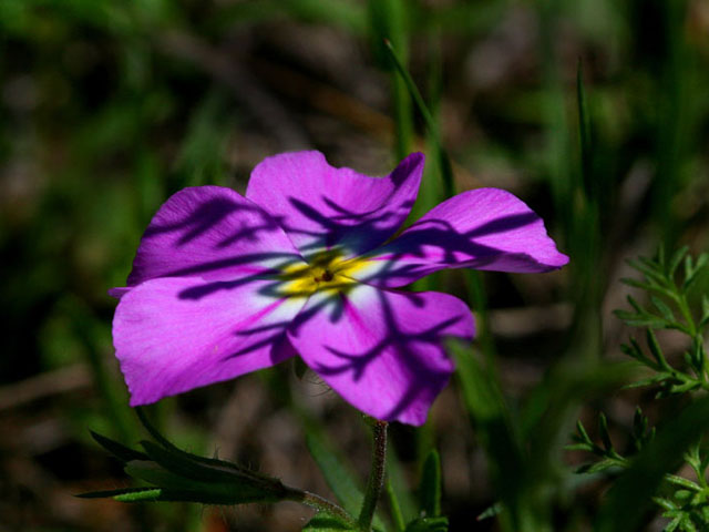 Phlox roemeriana (Goldeneye phlox) #19337