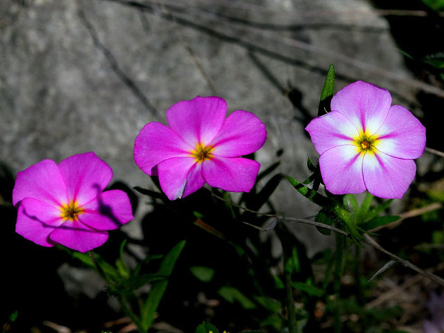 Phlox roemeriana (Goldeneye phlox) #19338