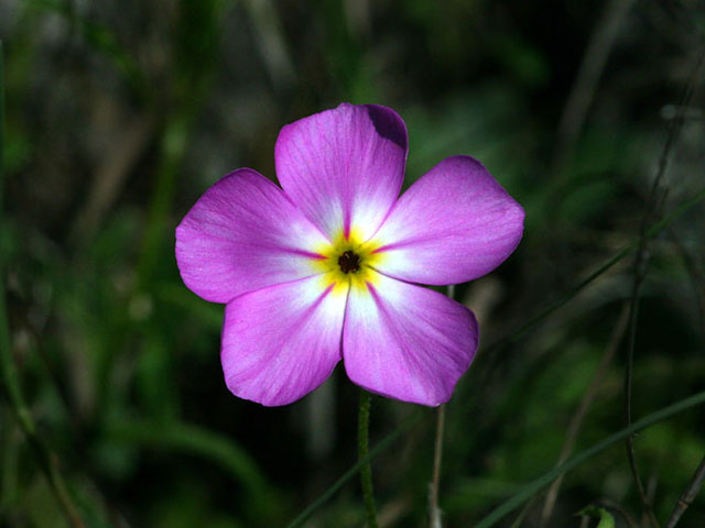 Phlox roemeriana (Goldeneye phlox) #19339